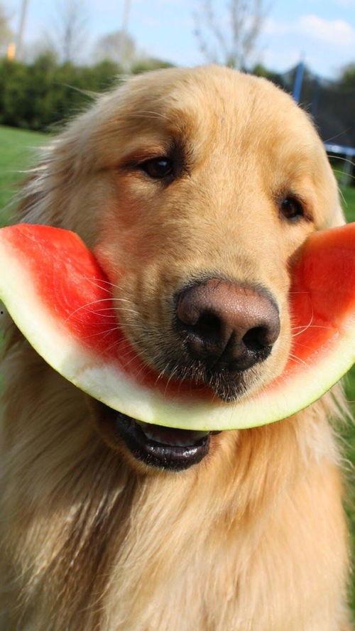 娱乐吃瓜酱拍照小狗狗,娱乐吃瓜酱与小狗狗的甜蜜互动