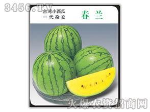 吃瓜娱乐圈小兰花