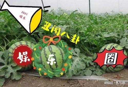 娱乐吃圈瓜,揭秘明星幕后故事